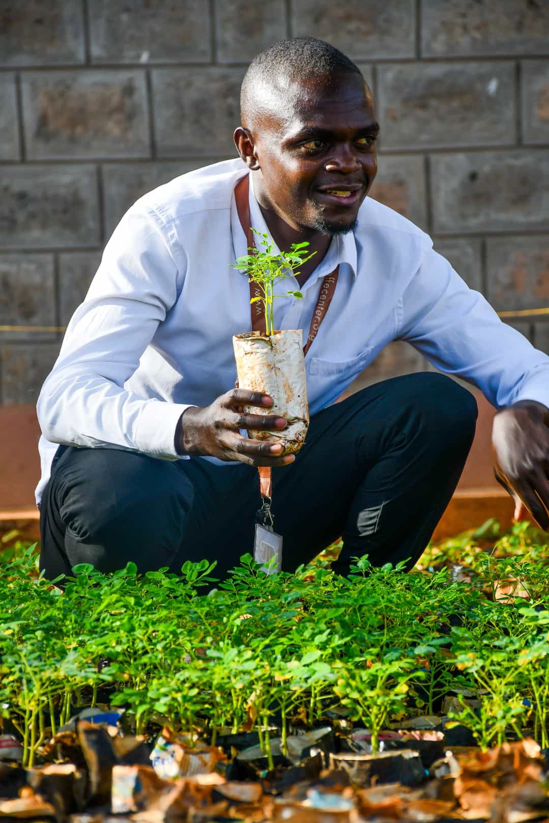 Man planting a tree