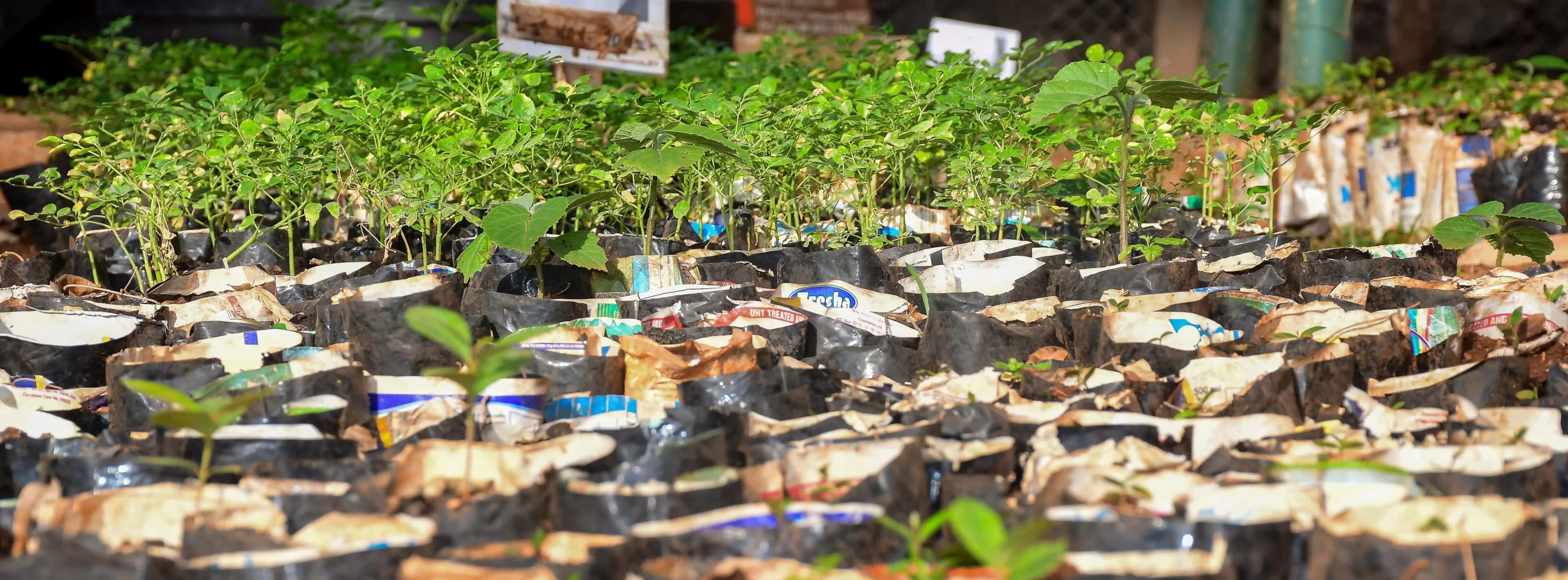 Tree Seedlings